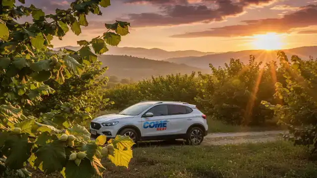 Ordu Fındığı - Come Rent ile keşfedin